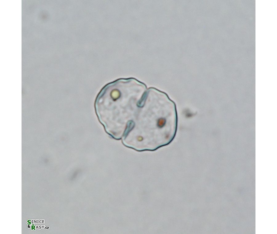 Cosmarium subgranatum