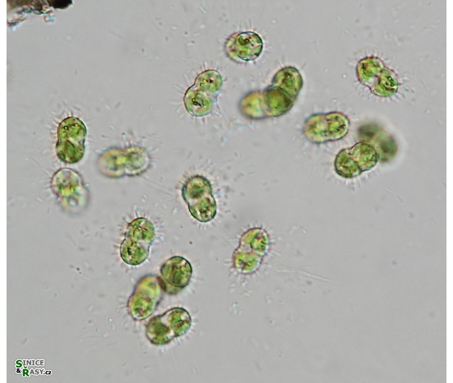 Cosmocladium constrictum