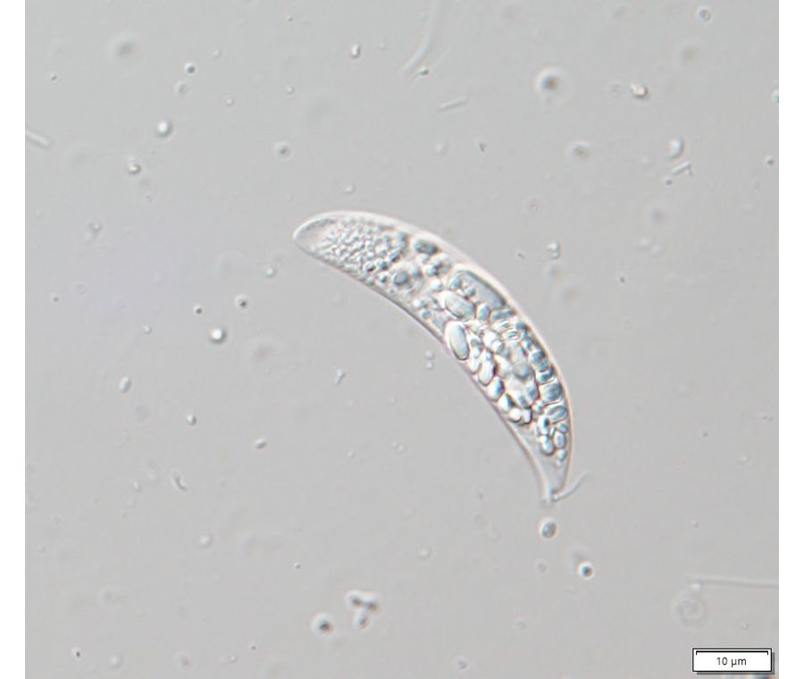 Menoidium pellucidum