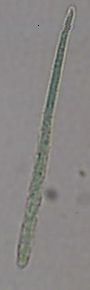 Dactylococcopsis