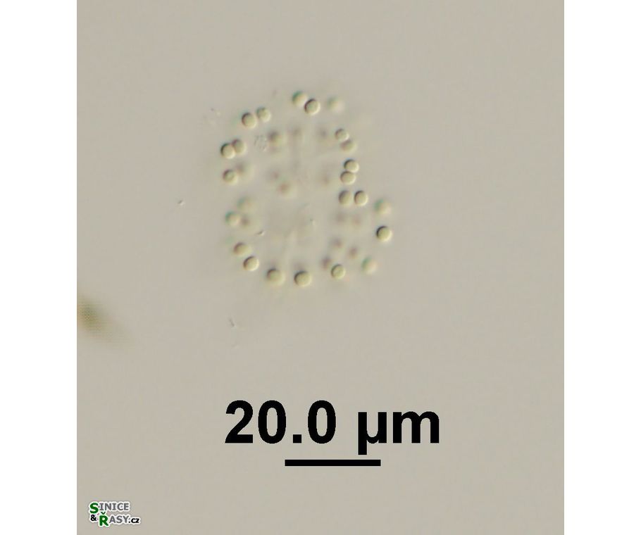 Snowella litoralis