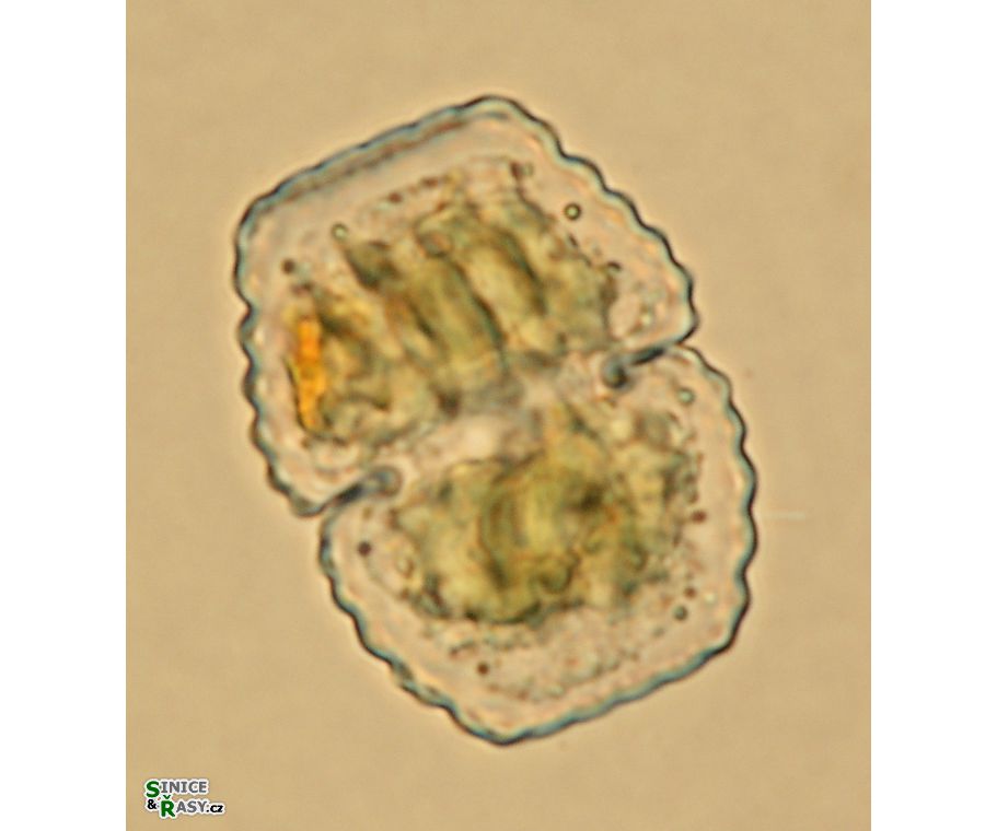 Cosmarium basiornatum