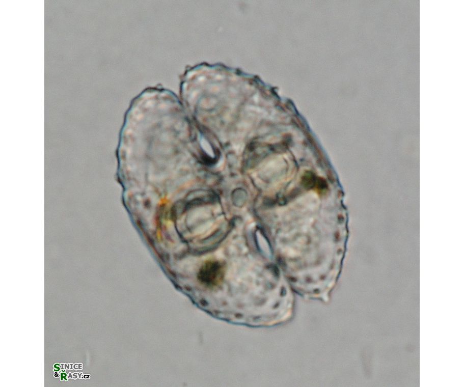 Cosmarium commissurale