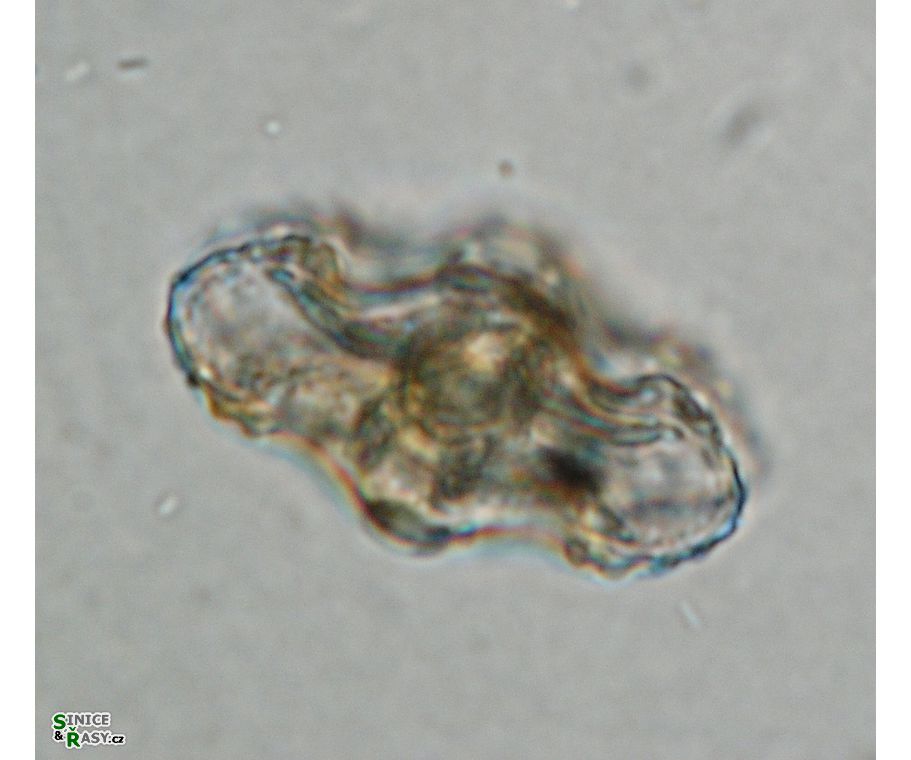 Cosmarium commissurale