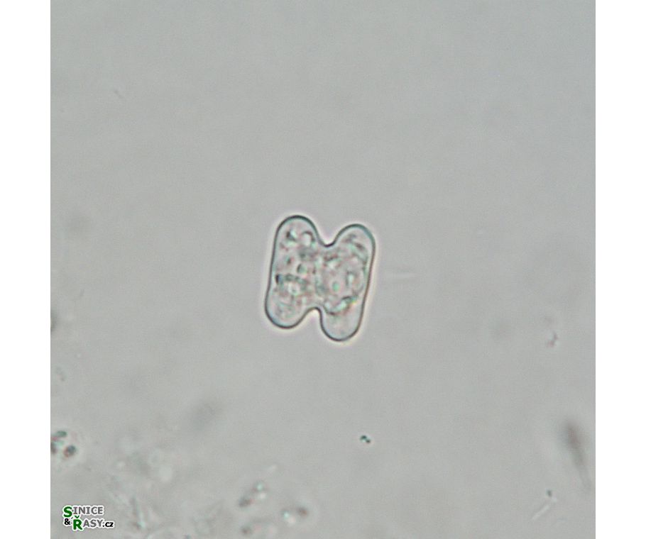 Cosmarium