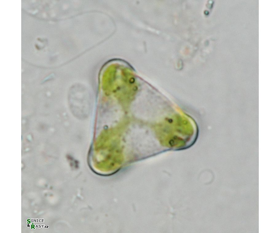 Desmidium aptogonum