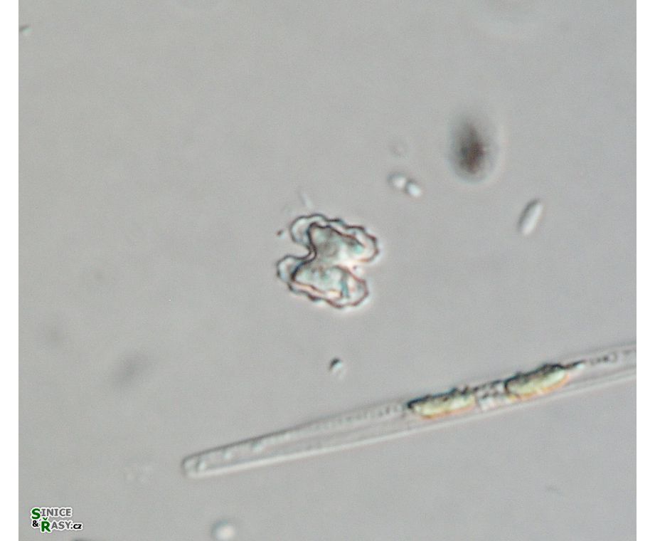 Cosmarium carinthiacum