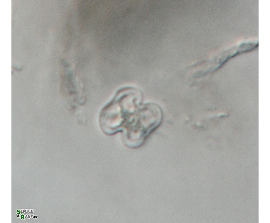 Cosmarium