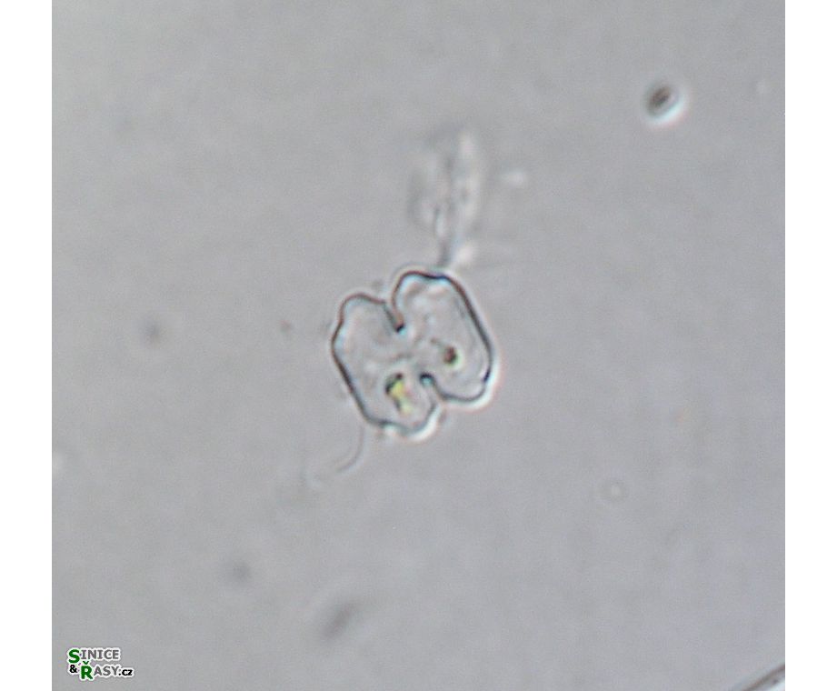 Cosmarium polygonum