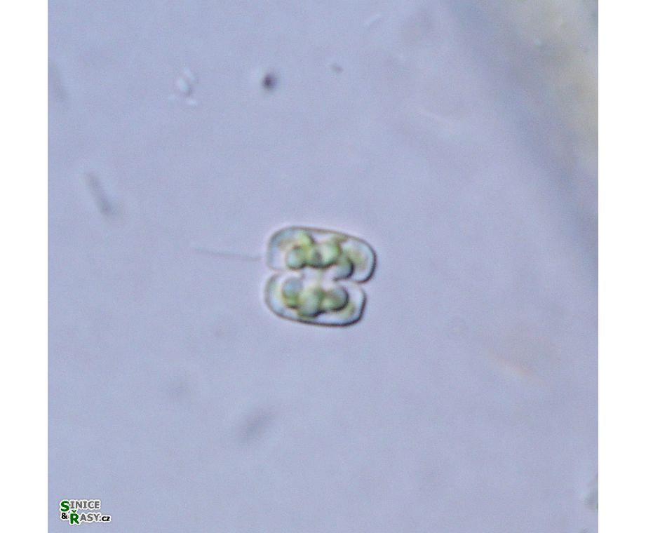 Cosmarium pygmaeum