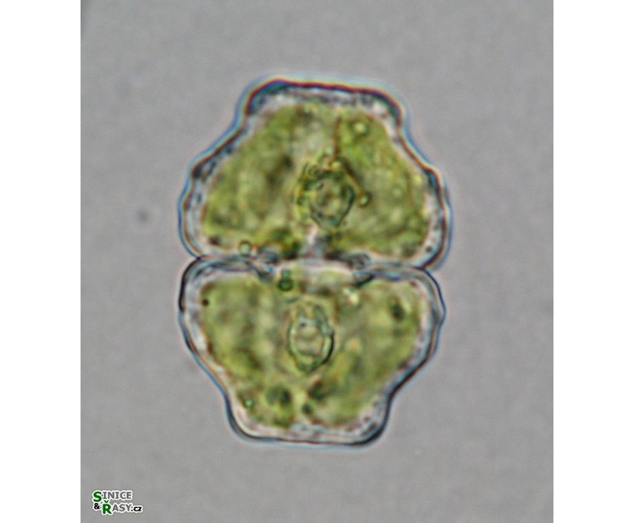 Cosmarium retusum