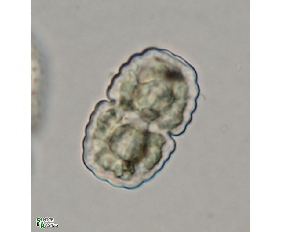 Cosmarium