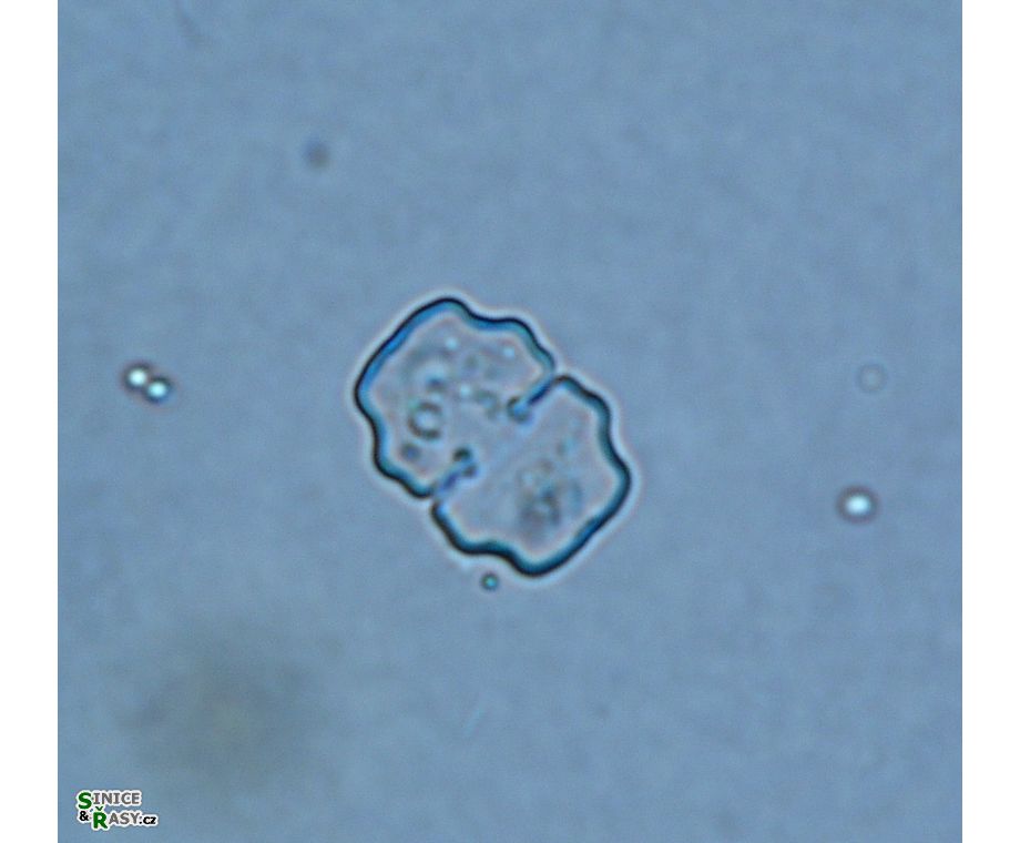 Cosmarium sphyrelatum