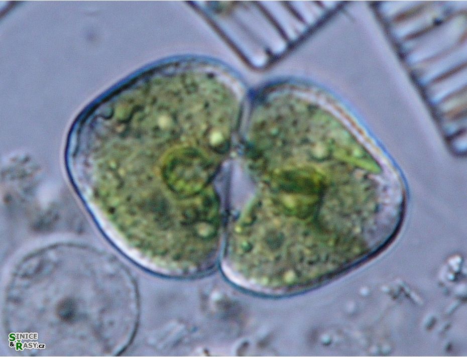 Cosmarium granatum