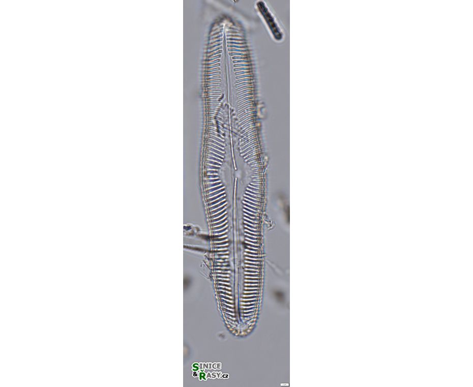 Pinnularia oriunda