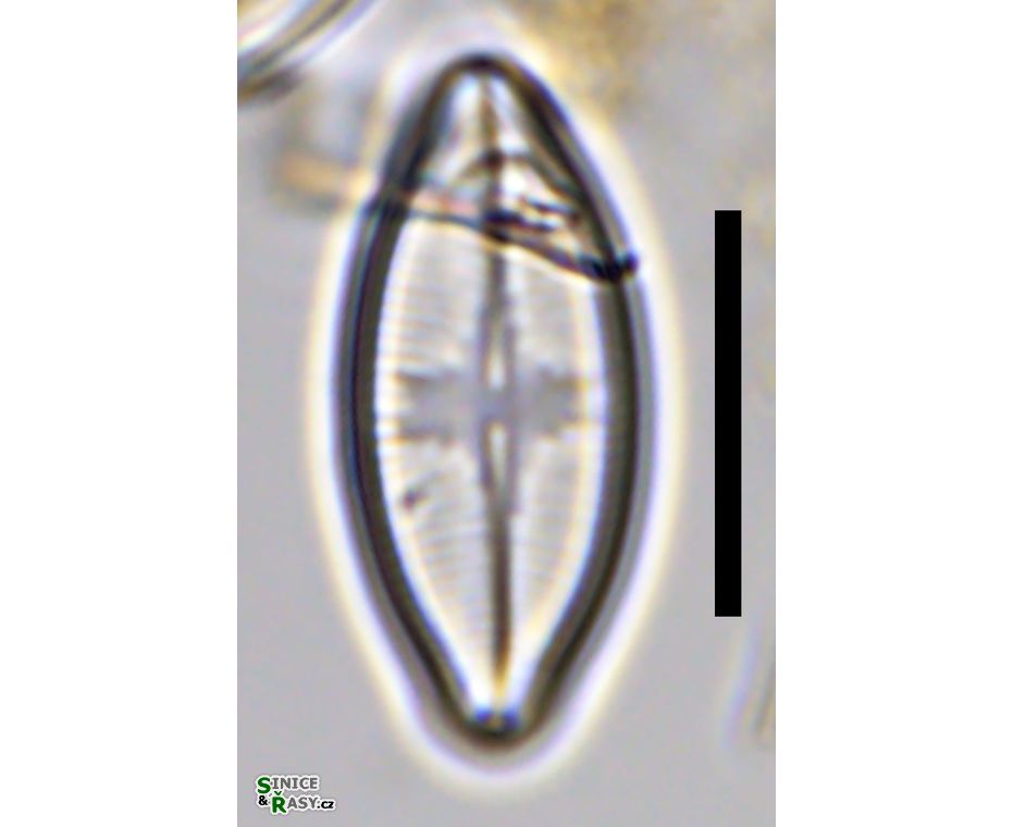 Psammothidium rechtense