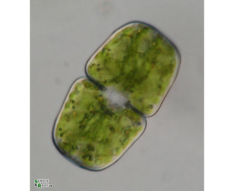 Cosmarium binerve