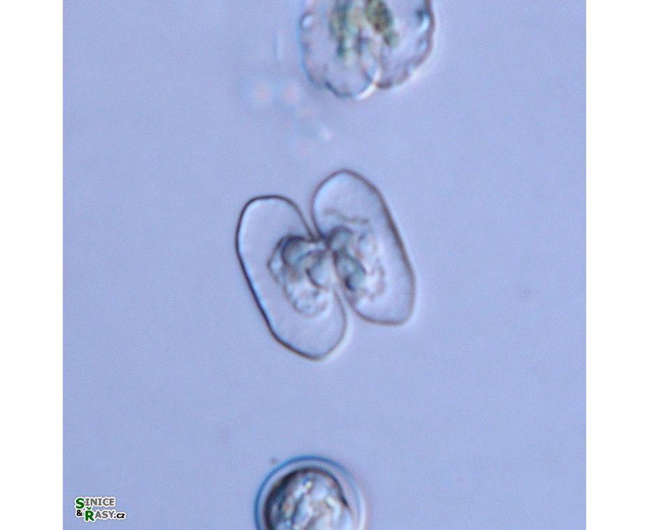 Cosmarium bireme