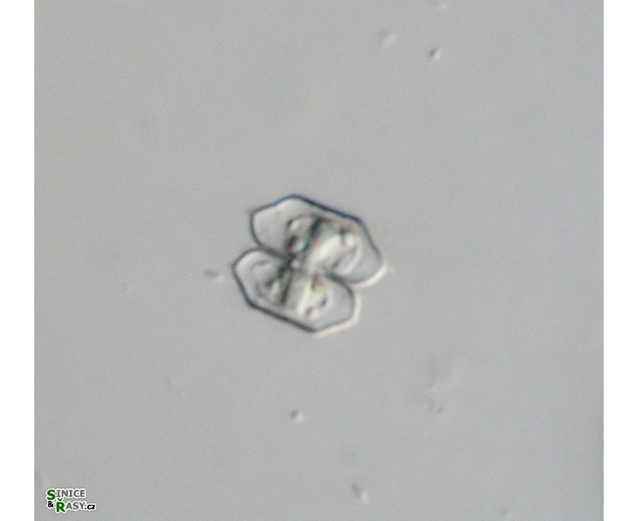 Cosmarium sinostegos