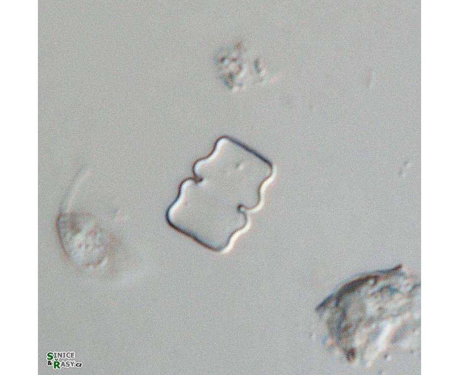 Cosmarium