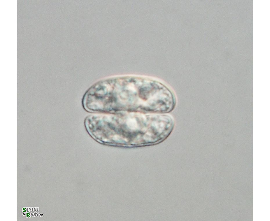 Cosmarium subquadrans