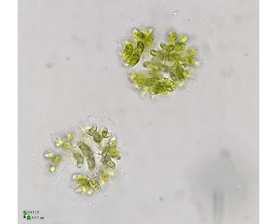 Dimorphococcus lunatus