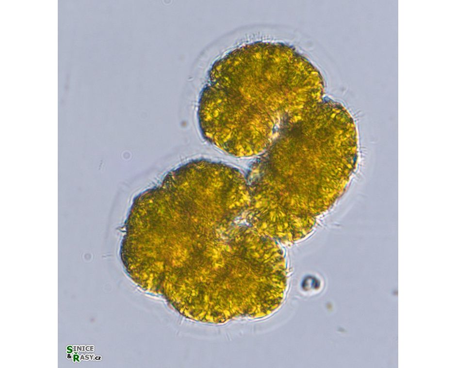 Botryococcus braunii