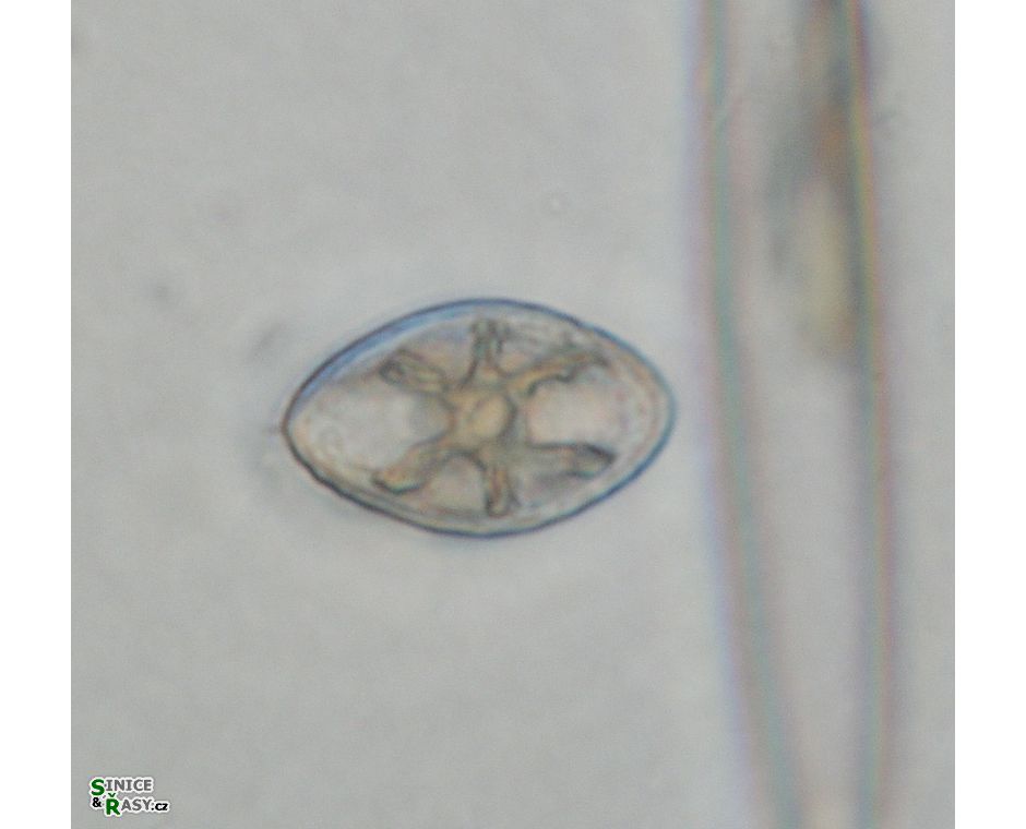 Cosmarium orthopunctulatum