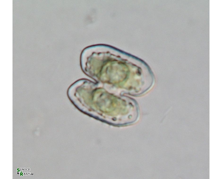 Cosmarium