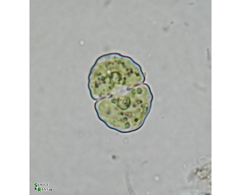Cosmarium subgranatum
