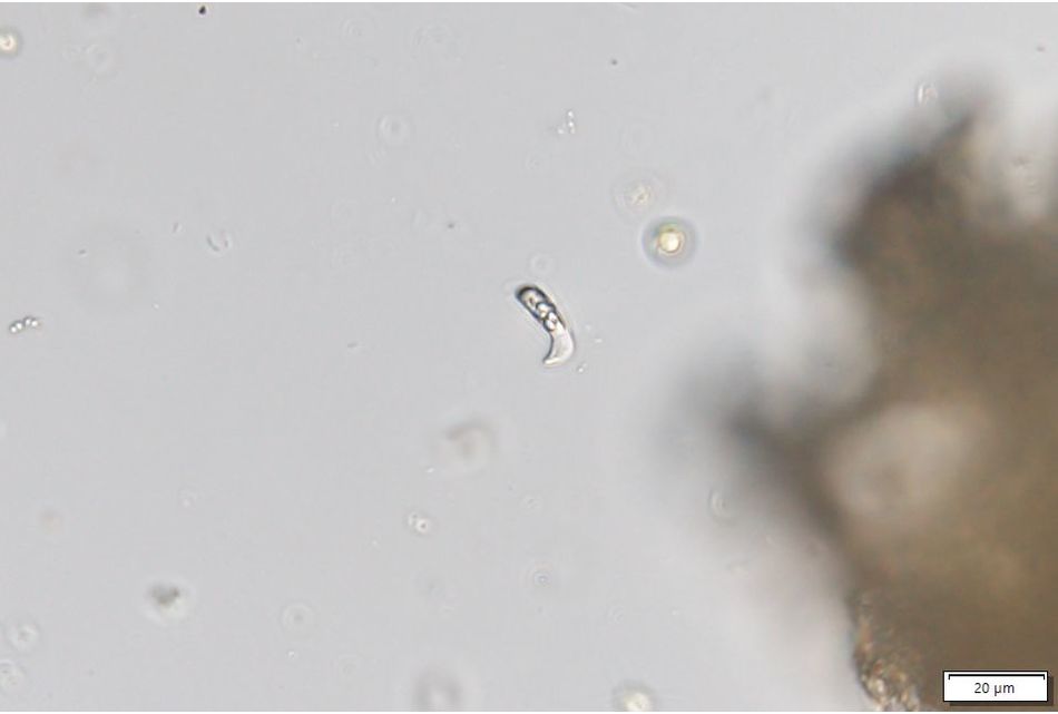 Menoidium minimum