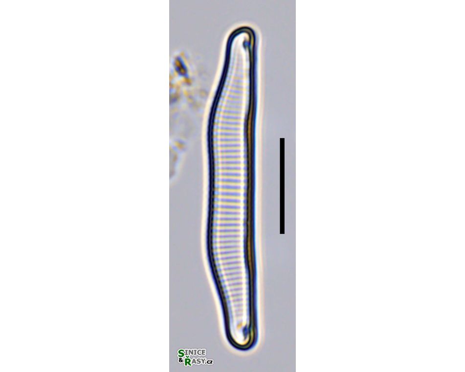 Eunotia implicata