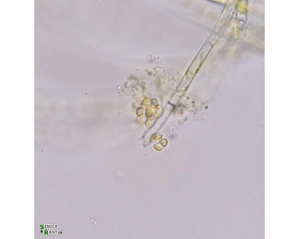 Chrysosphaera