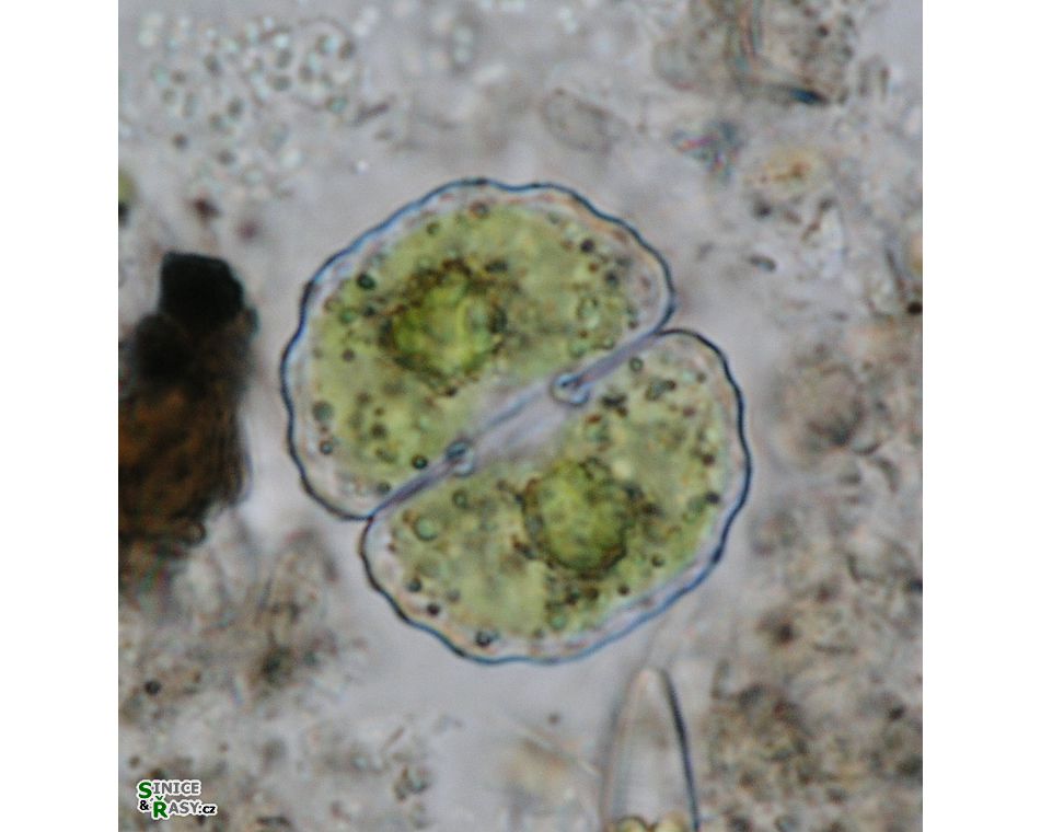 Cosmarium boeckii