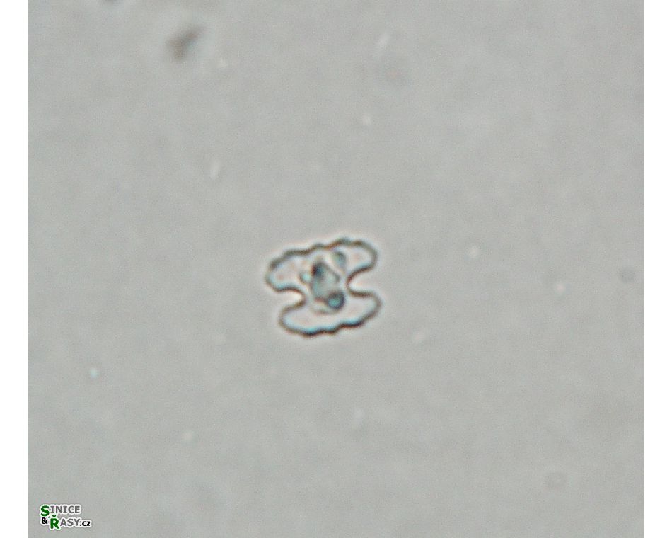 Cosmarium carinthiacum