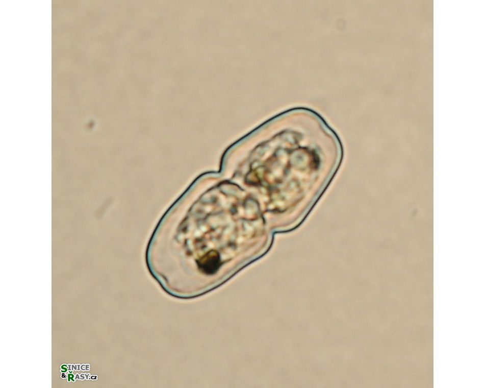 Cosmarium parvulum