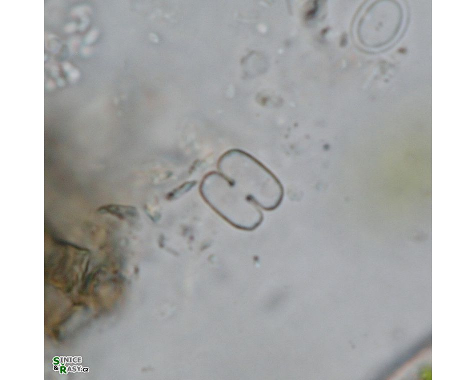 Cosmarium pygmaeum
