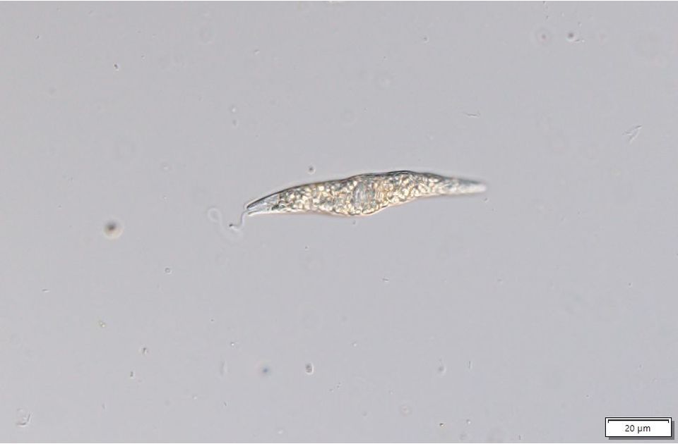 Distigma proteus