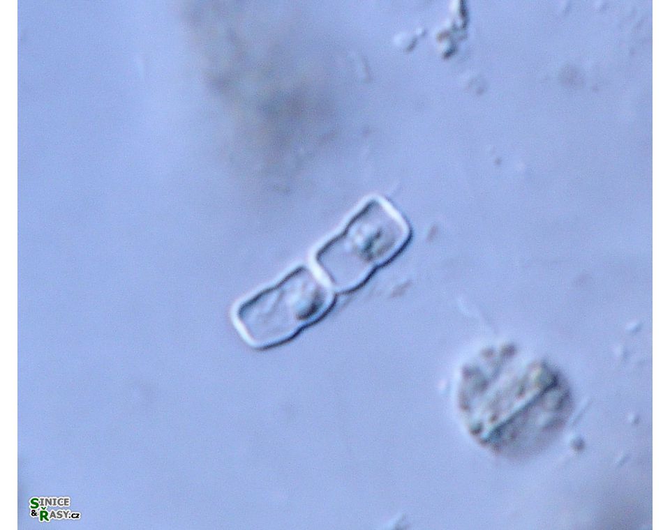 Actinotaenium geniculatum
