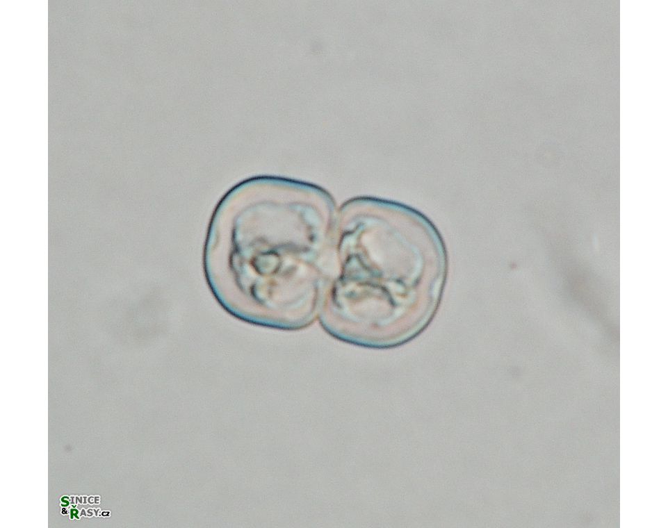 Cosmarium angulosum