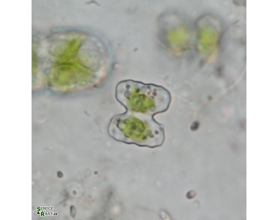 Cosmarium cymatonotophorum