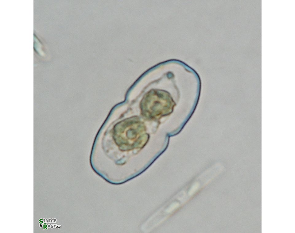 Cosmarium parvulum