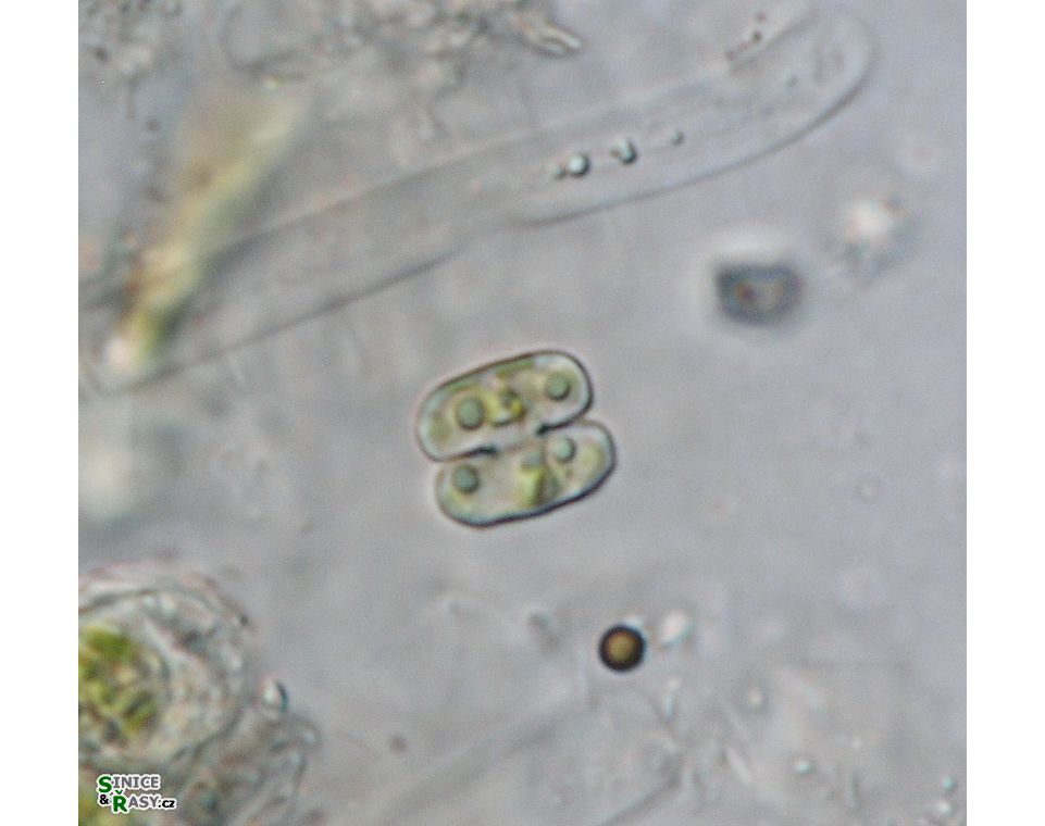 Cosmarium pygmaeum