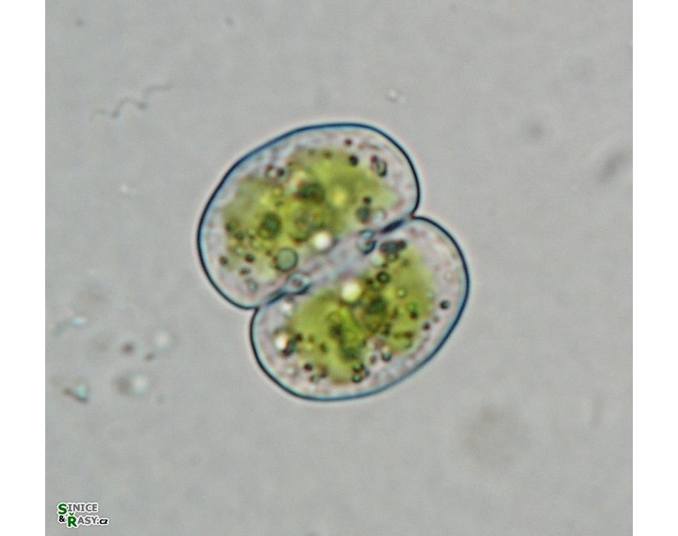 Cosmarium