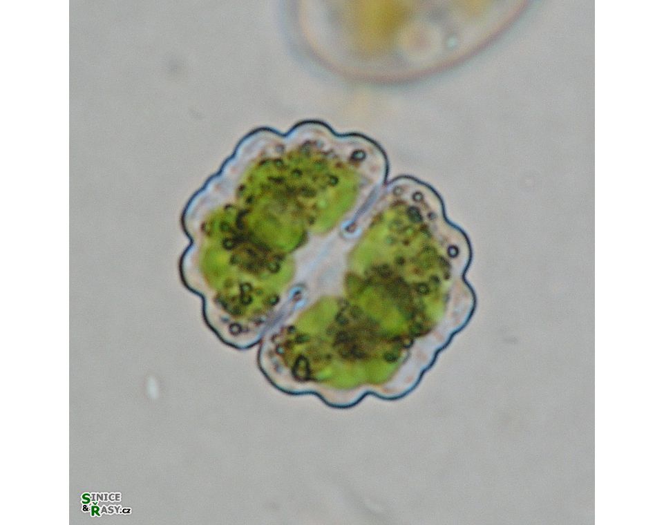Cosmarium subprotumidum