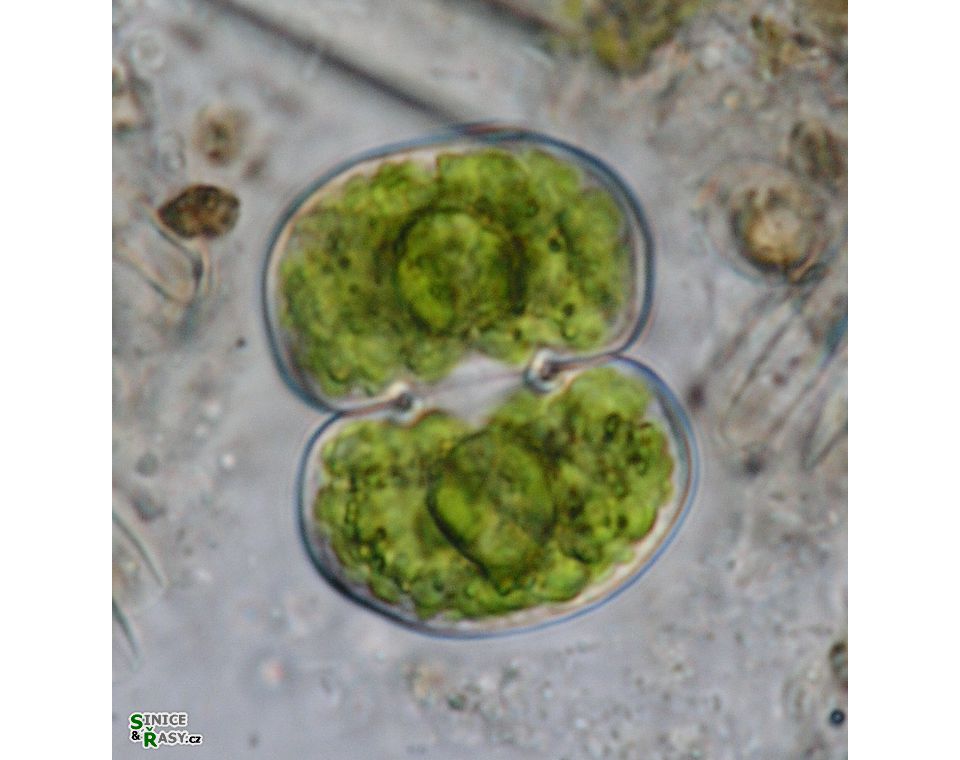 Cosmarium subtumidum