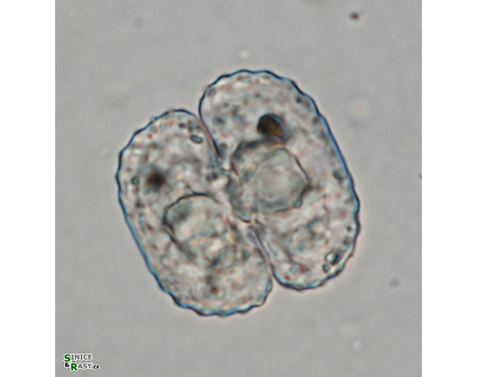 Cosmarium trachypleurum