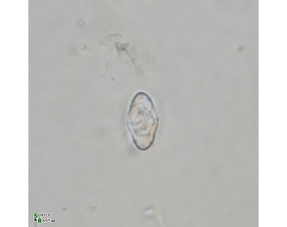 Cosmarium