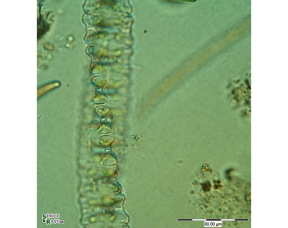 Desmidium aptogonum