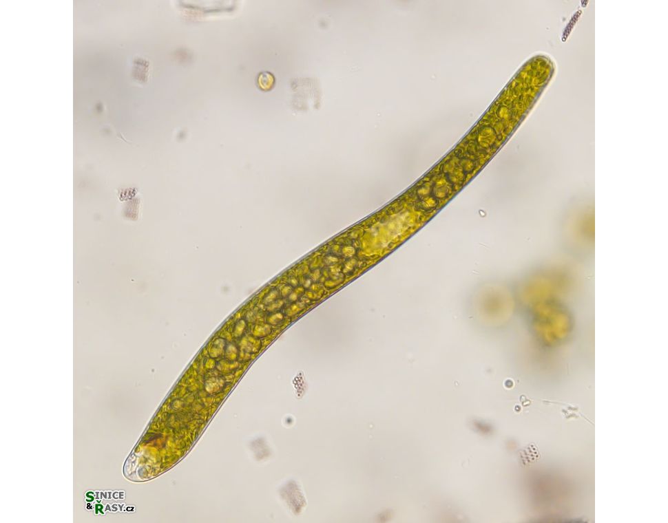 Euglena ehrenbergii